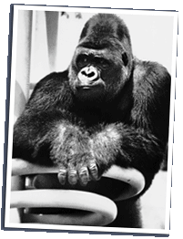 Gorilla